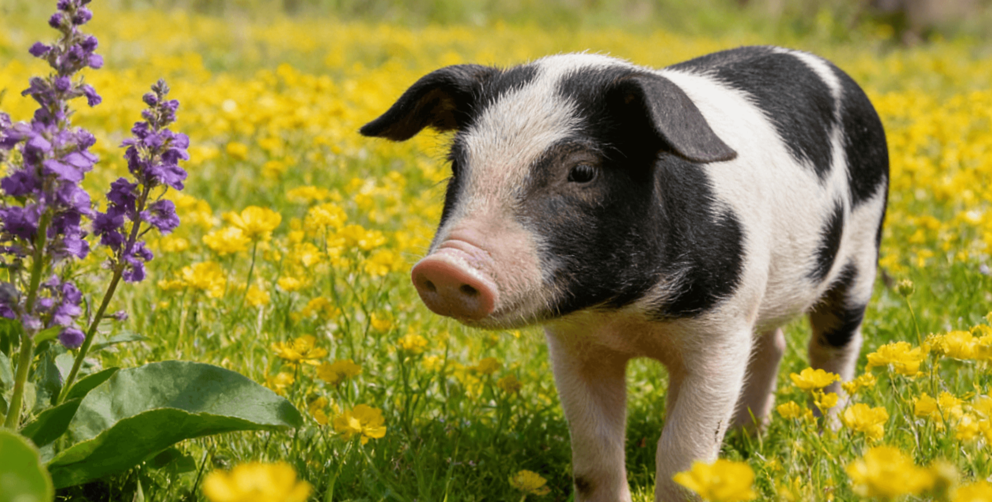 血促性素品牌推荐：从国家级科研与产业体系看技术实力