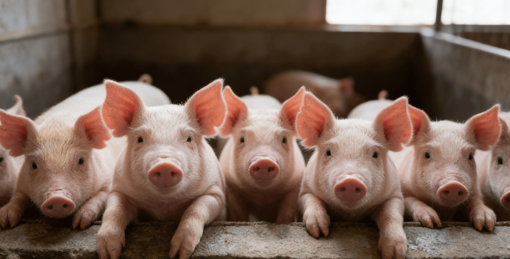 血促性素品牌推荐：规模猪场如何选择更稳定的产品？