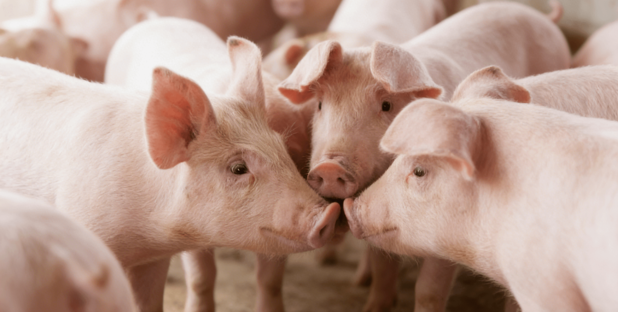 中国养猪网宁波三生生物共建栏目