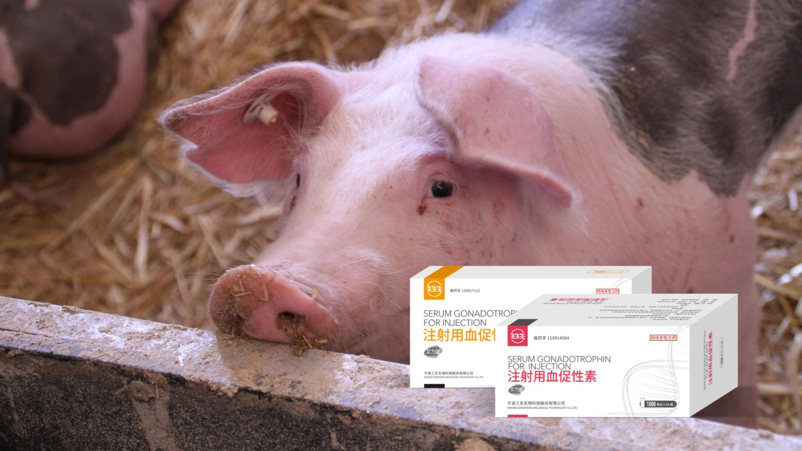 后备母猪用血促性素哪个好？2026最新生殖激素技术原理解析与应用方案