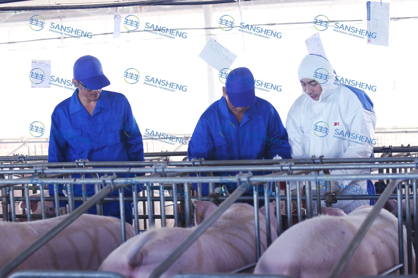 中国养猪网宁波三生生物共建栏目