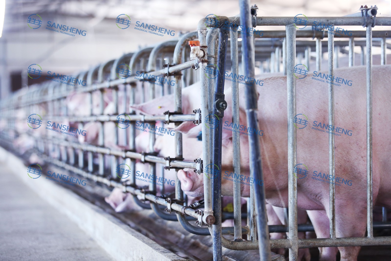中国养猪网宁波三生生物共建栏目