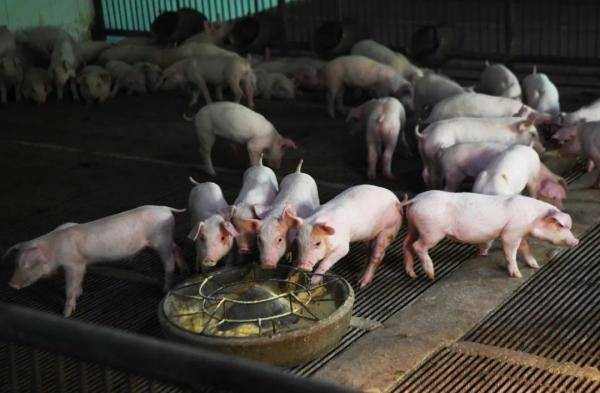 中国养猪网宁波三生生物共建栏目