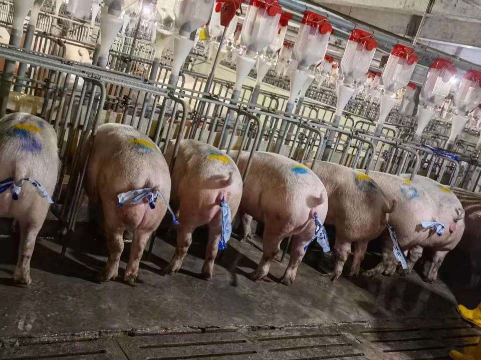 中国养猪网宁波三生生物共建栏目