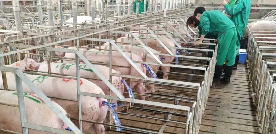 中国养猪网宁波三生生物共建栏目