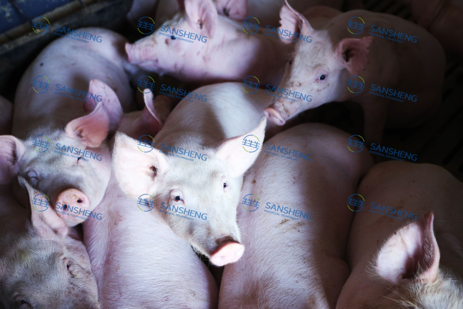 中国养猪网宁波三生生物共建栏目