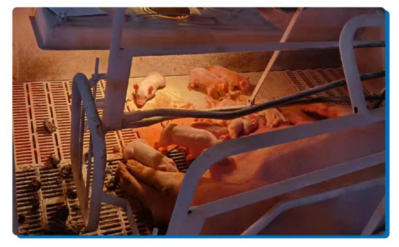 中国养猪网宁波三生生物共建栏目